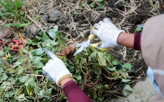 马蹄蕨（从种类、分布到保护措施，一一探究马蹄蕨的珍贵价值）