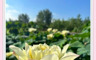 如何养殖睡莲花？（睡莲花养殖的技巧与要点）