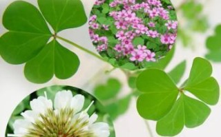 幸运草种子发芽的时间（探究幸运草种子的发芽时间和影响因素）