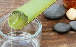 仙人掌如何从水中生长（水是仙人掌生长的关键）
