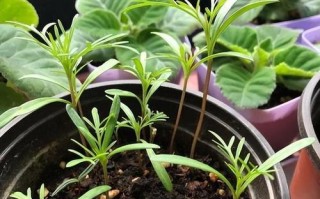 以茑萝松种子怎么种？（掌握关键步骤，培育茑萝松盆景）