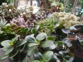 长寿花夏季掉叶的原因及应对方法（解析长寿花夏季掉叶现象，助你打造繁茂健康的花园）