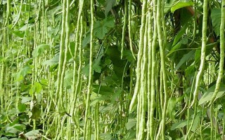 豆角的种植时间和技巧（掌握豆角的播种时间，让你丰收颗粒无收）