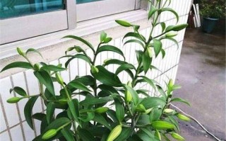 自制百合花肥，让花儿更美丽（制作方法详解，用量与使用技巧）