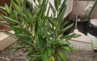 探究人参果是否为多年生植物（人参果的生命周期及特点）