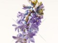品味和风信子姐妹花（探秘和风信子的血缘花种及它们的魅力）
