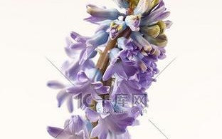 品味和风信子姐妹花（探秘和风信子的血缘花种及它们的魅力）