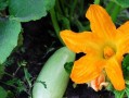 以西葫芦种植指南（浇水技巧及种植关键）