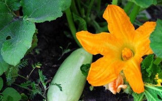 以西葫芦种植指南（浇水技巧及种植关键）