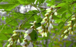 国槐树开花全解析（了解国槐树开花时间、花期、花朵特征及意义）