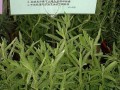 如何种植薰衣草盆栽？（打造宜人的薰衣草花园）