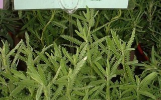 如何种植薰衣草盆栽？（打造宜人的薰衣草花园）