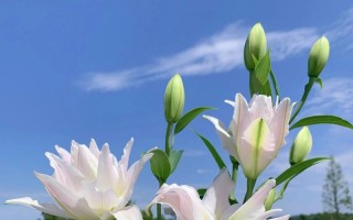 香水百合的冬季养护（冻死与养生，这取决于你的方法）