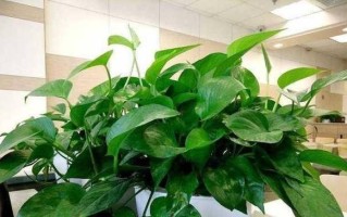 探秘绿萝——一种常见的观赏植物（绿萝的生长环境、特点及养护技巧）