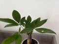 水培发财树的养护技巧（打造旺盛的发财树，让你财运亨通）