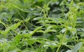 什么时候种植绞股蓝种子最好？（探究绞股蓝种子的最佳种植时间以提高收成率）