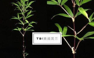 姬翠竹的养殖方法与注意事项（打造居家清新氛围，姬翠竹养殖攻略大揭秘）
