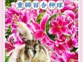 以香水百合花种球怎么种（百合花种球的选择和种植技巧）