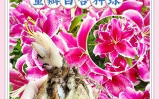 以香水百合花种球怎么种（百合花种球的选择和种植技巧）