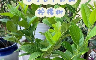 家里可以种柠檬树：如何在家中种植柠檬树？