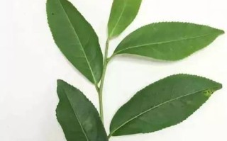 月桂的生长与分枝（探索月桂树分枝的特征和机制）