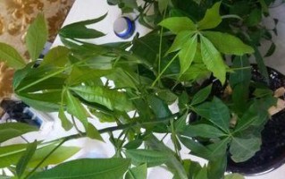摇钱树叶子脏了怎么办？