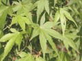 青枫种子发芽时间详解（了解青枫种子的发芽时间及其影响因素）