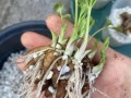 以花毛莨的繁殖与养护技巧（如何成功繁殖以花毛莨繁殖以花毛莨的关键步骤与方法）
