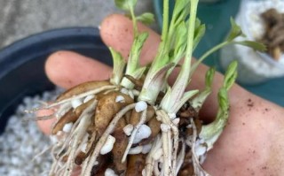 以花毛莨的繁殖与养护技巧（如何成功繁殖以花毛莨繁殖以花毛莨的关键步骤与方法）