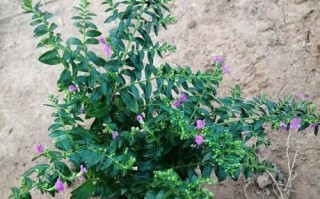 揭秘满天星的身份（探究满天星的特征、分类和用途）