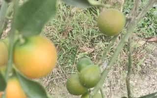 金桔上市季节（金桔成熟的月份和特点）