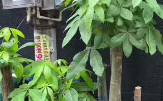 发财树的日晒情况详解（为什么发财树怕太阳？如何科学照顾它？）