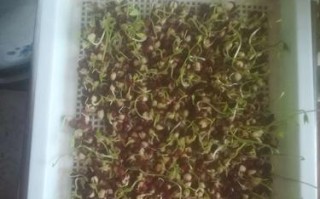 红豆发芽的过程详解（如何让红豆快速发芽？）