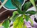 桅子花底叶变黄的原因及解决方法（打造健康繁茂的桅子花，从底叶开始！）