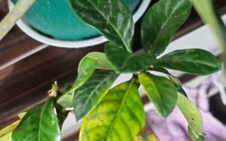 桅子花底叶变黄的原因及解决方法（打造健康繁茂的桅子花，从底叶开始！）