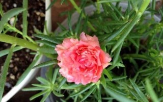 家里也可以种向日葵花！（了解种植向日葵的技巧，打造自家小花园）
