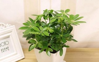 房间摆放招财植物的注意事项（打造招财宝地，从选植物到摆放技巧全解析）