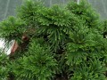 探秘卷柏