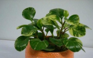 豆瓣养殖方法详解（从选种到收获，轻松打造丰收好豆）