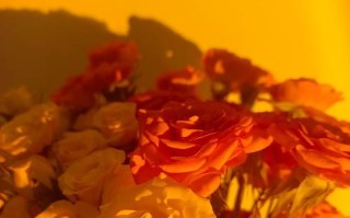 成为植物养护专家（花卉养护指南，让你的花朵长盛不衰）