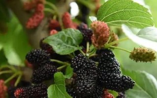 探究红杏是否为裸子植物（解析红杏的生物特征及分类归属）