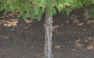 墓地树种选择详解（墓地栽植有讲究，适宜树种为关键）