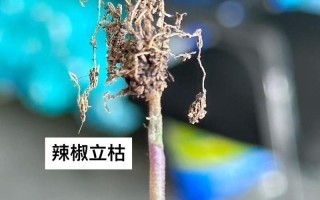 种植辣椒的最佳月份（掌握适宜种植辣椒的时间，让你丰收无忧）