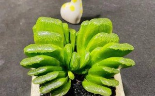 多肉植物玉扇的养护指南（打造绿意盎然的家居花园）