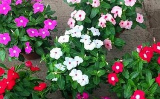 长春花种子的最佳播种时间（掌握种植时间，轻松种出漂亮的长春花）