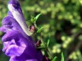 黄芩的种植技巧——从播种到发芽出苗全解析（掌握黄芩种植时间，事半功倍）