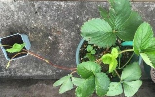 阳台草莓的肥料施用技巧（打造丰收甜美的阳台草莓，掌握这些关键要点！）