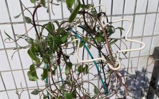 铁线莲适合在室内养吗？（探讨铁线莲的室内种植特点和养护要点）