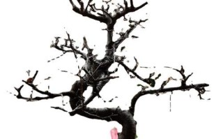 家里种植雀梅，风水大吉！（如何通过雀梅让家居风水更加合理？）