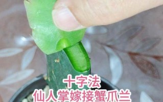 嫁接仙人掌的养护指南（让你的仙人掌茁壮成长的关键技巧）
